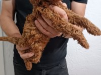 Anne Altından Poodle Yavrular