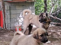 ORJİNAL KANGAL YAVRU