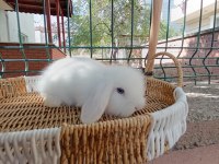 Hollanda teddy lop tavşanı yavrular