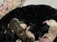 UYGUNA 0 NUMARA TERRİERLER DİŞİ VE ERKEK