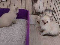 British shorthair Blue Point Yavrular