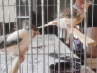 Takım Harlequin Kanarya