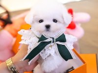 Maltese terrier Kore kan saf ırk yavrularımız