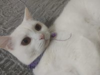 Kehribar Gözlü British Shorthair Kedimiz Şilaa