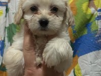 yavru maltese terrier