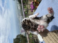 TATLI BEBİŞ KEDİLERİ SAHİPLENDİRİYORUZ