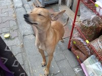 9 aylık dişi pinscher