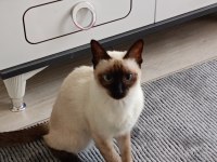 Dişi siyam kedisi powerblue eyes