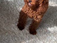 3.5 Aylık Dişi Harika Renk Toy Poodle Safkan Eğitimli