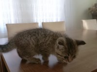 Yavru british longhair dişi