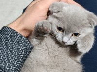 Scottish Fold Dişi 4 Aylık