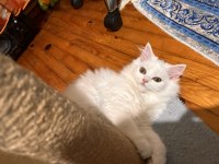 Scottish fold longhair 2 aylık babası şecereli