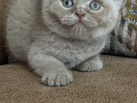 Orjinal British Shorthair Fawn Erkek