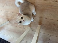 British shorthair 6 aylık