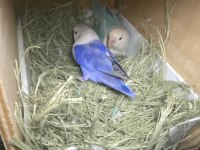 Takım sultan papağanlar