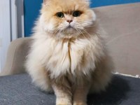 British Longhair Kedilerim