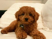 A+ Kalite Sevimli Maltipoo Bebekler