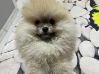 4 Aylık Dişi Pomeranian Boo