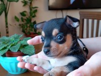 2 Aylık Sağlıklı Oyun Delisi Ev Ortamından Yavru Köpekler