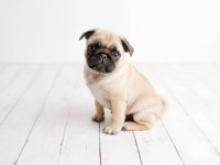 Pug RIFKI