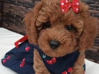 Toy Poodle Irk Garantili Yavrular