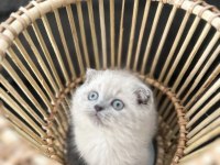 3 aylık erkek blue point yavru scottish fold