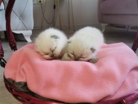 Orijinal British Shorthair Blue Point ve Scottish Straight