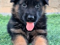 Üst Düzey Alman Çoban Köpeği Yavruları Secereli