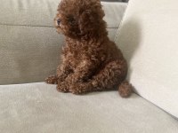 4 aylık erkek orjinal toy poodle