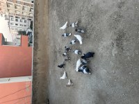 16 adet oyunlu güvercin