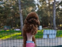 Teacup Poodle Erkek