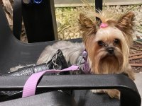 2 YAȘINDAKİ ERKEK KÖPEĞİMİ SAHIPLENDIRIYORUM