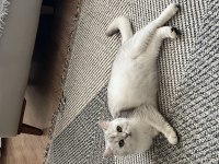 Pamuk British Shorthair Kızımıza Yeni Aile Arıyoruz