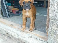 BOXER YAVRULARIMIZ