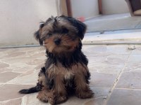 Oyuncu yorkshire terrier bebekler
