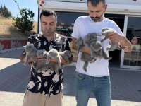 Oyuncak gibi Brıtısh Shorthaır yavrular Ankara mağaza 