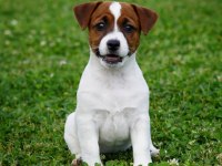 FCI şecereli safkan ve sağlıklı jack russell terrier