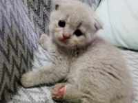 British shorthair scottish fold kedisi