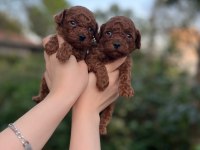 Toy poodle bebekler