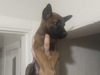 Kaçırma Malinois