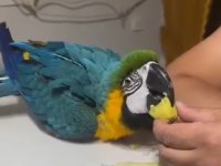 Bebek Macaw Papağanlarımız Yeme Düşmüştür Antalya