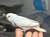 Ele alıştırmalık bebek muhabbet kuşları