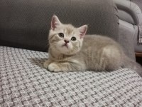 7 haftalık pıtı pıtı british shorthair yavrularımız
