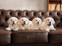 Şampanya labrador retriever yavruları