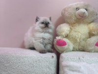 AYI SURAT A+ KALİTE BEBEK KEDİLERİMİZ