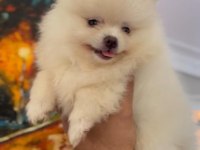 Yavru Pomeranian