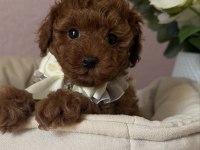 RED BROWN TOY POODLE BEBEKLER