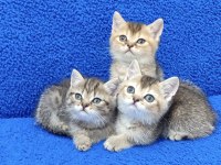 BLACK GOLDEN GOLDEN TABY GÜZELLİKLER