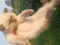 7 nisan doğumlu 2 erkek british shorthair