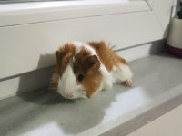 Yavru peruvan guinea pig